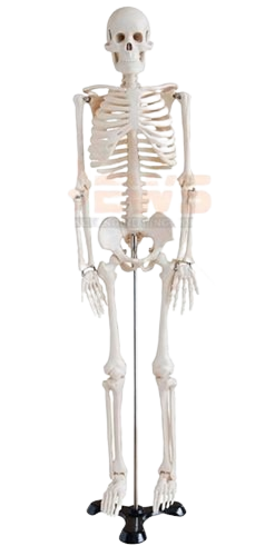 Mini Human Skeleton