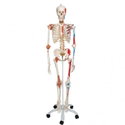 /Human Colored Articulated Skeleton
