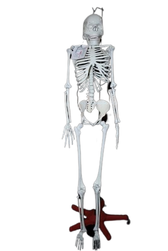 /Human Skeleton